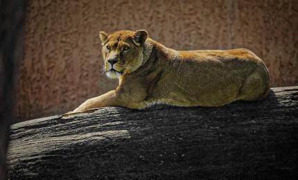 Photo portrait de la lionne en entier allongée sur un gros tronc d'arbre. Son pelage est couleur miel.